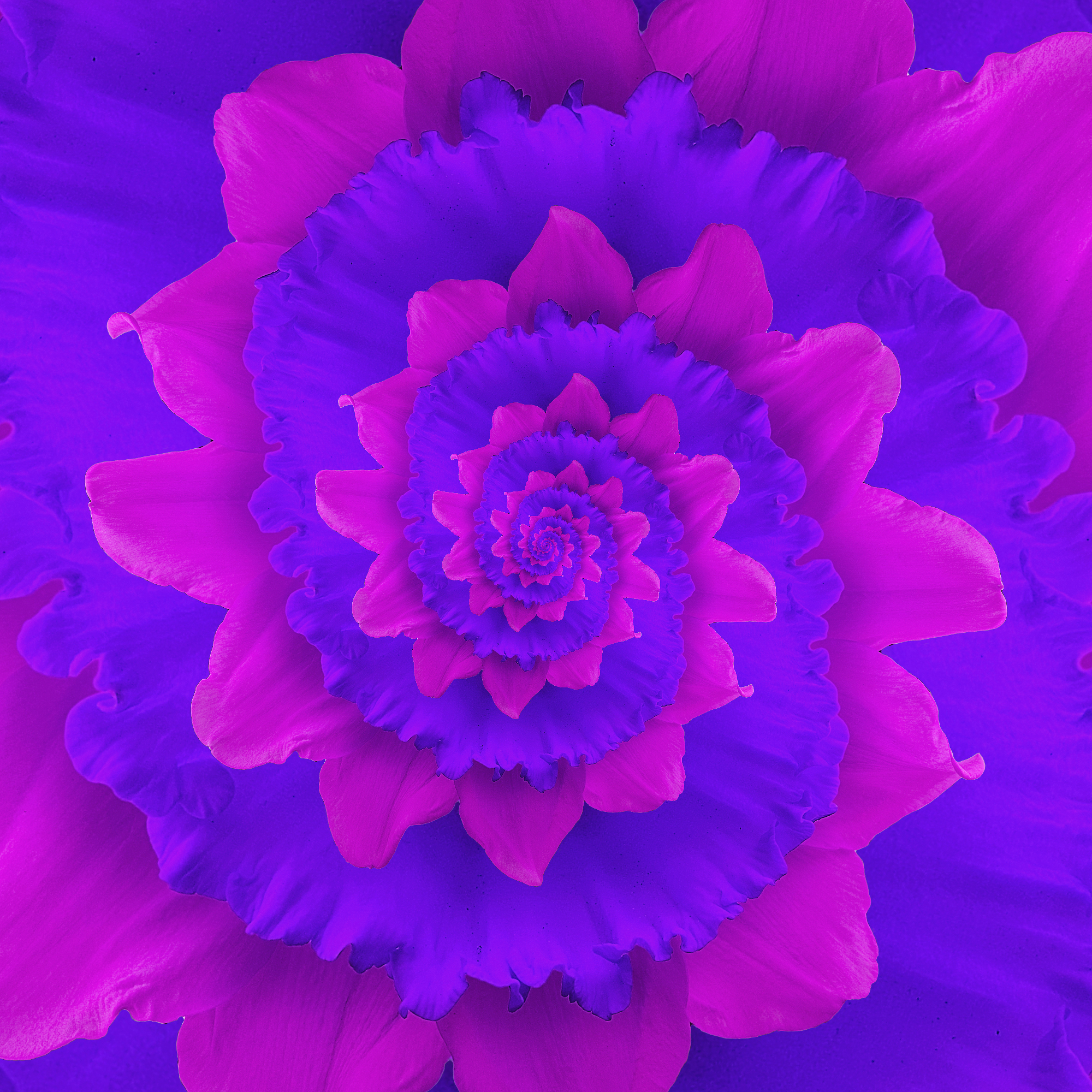 Spirals purple